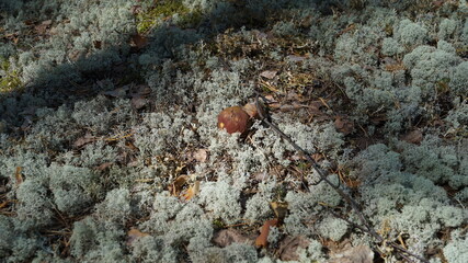 Beautiful, perfect mushroom in moss