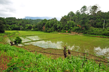 Fototapeta na wymiar A rice field in the tropical forests of the Shan Hills.