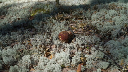 Beautiful, perfect mushroom in moss
