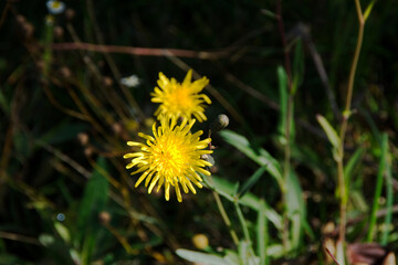 yellow flower in grass
