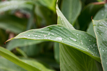 Dew on a leaf in the morning. Natural, large, round drops of water. Water drop sparkles in the sunlight. Shadows.