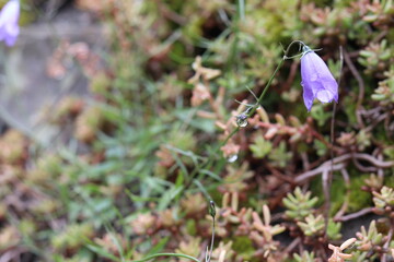 Glockenblume und Wassertropfen