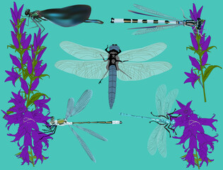 five dragonflies and bellflowers on cyan background