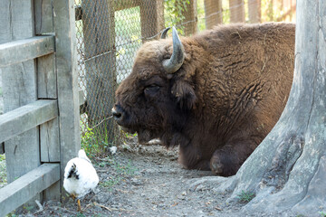 European bison - Bison bonasus .in the Moldavian reserve. © Mountains Hunter