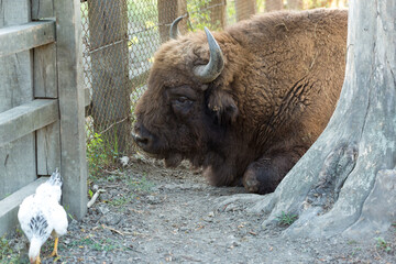 European bison - Bison bonasus .in the Moldavian reserve. © Mountains Hunter