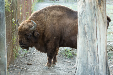 European bison - Bison bonasus .in the Moldavian reserve.