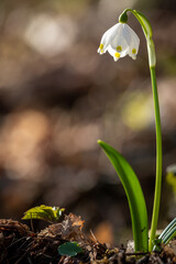 Märzenbecher, Fränkische Alb