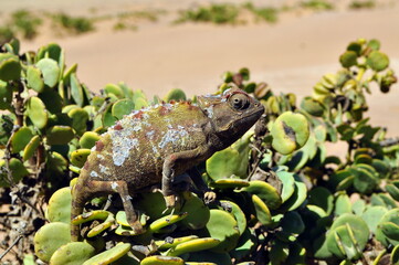 Chamäleon in der Namib Wüste