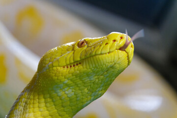 les belles couleurs des iguanes, des lézards et des caméléons
