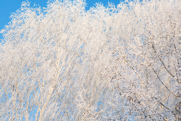 Snowy birch branches in winter against the sky