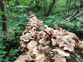 A path of mushrooms. Honey Agaric mushrooms grow on a tree in autumn forest. A lot of Armillaria mushrooms.