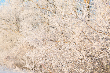 Frozen snow birch tree forest background abstract view