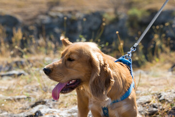 A red-haired cocker spaniel puppy stands on the top with its tongue out and looks around. .Close-up...