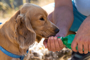 A red cocker spaniel puppy drinks water from a bottle. The owner gives water to his pet. Close-up.