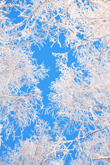 Birch trees covered by snow against blue sky. Winter landscape