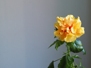 Large orange rose hibiscus on a gray background.Floral background, postcard or congratulation. Place for text.