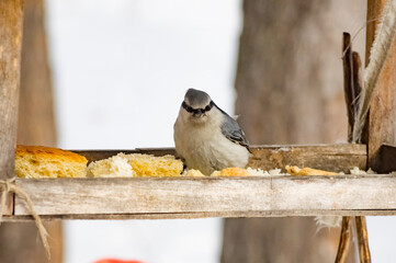 Nuthatch eating bread crumbs