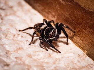 House jumping spider in close up view
