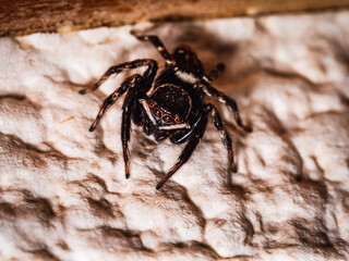 House jumping spider in close up view