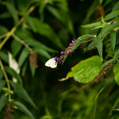 A butterfly stands on a summer lillac drinking nectar