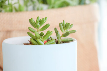 cactus in a plant pot