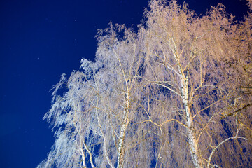 Branch birch and snow on the background of a night in the village. Winter New Year's Eve.