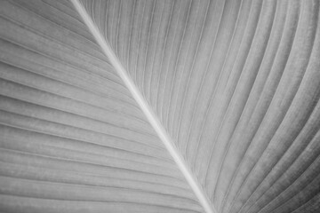 Black and white photos of leaves