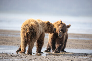 Alaska, Lake Clark National Park, Seward, Homer