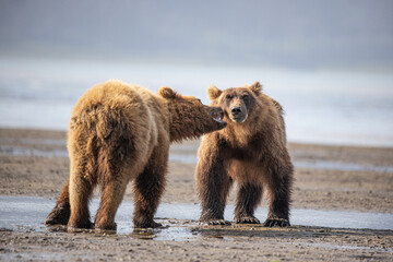 Alaska, Lake Clark National Park, Seward, Homer