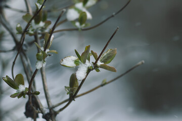 Winter nature details in countryside