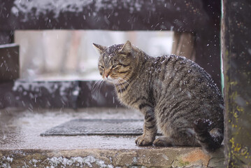 Cat sitting on the threshold in snowfall