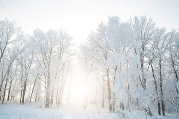 Obraz na płótnie Canvas Snow-covered tree branches on a winter cloudy day