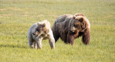 Alaska, Lake Clark National Park, Seward, Homer