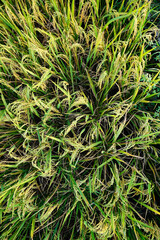 Rice fields or paddy fields in the countryside 