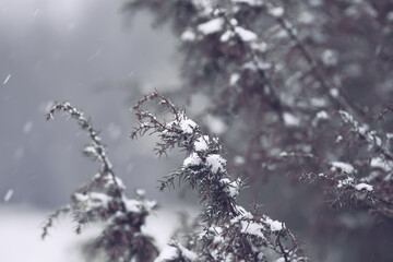 Winter nature details in countryside. Juniper branches in snow