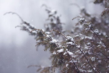 Winter nature details in countryside. Juniper branches in snow