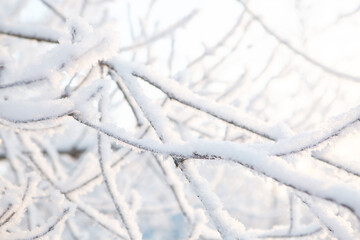 Photo of branches covered in ice after an ice storm