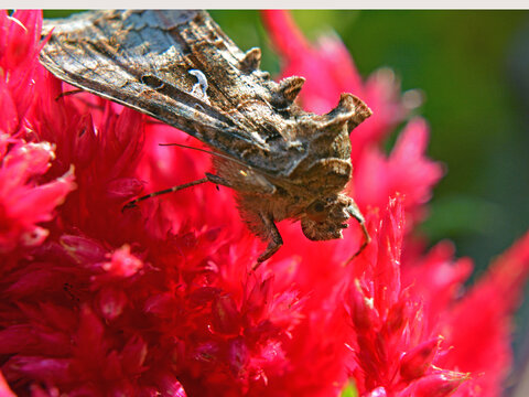 Makroaufnahme Gammaeule auf einer Bl&uuml;te