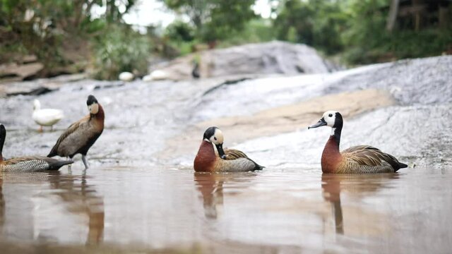 ducks on the lake