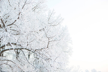 Winter landscape in the city Park on a cloudy day. Snow-covered tree branches on a winter cloudy day