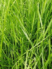 green grass background