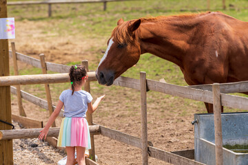 A beautiful brown horse grazes in a paddock full of wild flowers