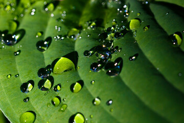 Abstract Water droplets on green plant closeup