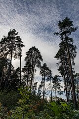 Obraz premium trees in the forest