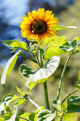 fully bloomed sunflower standing tall in the sun