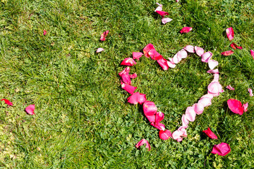 Pink rose petals in heart shape on grass