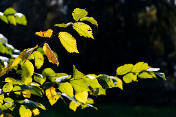 yellow leaves in autumn on a branch