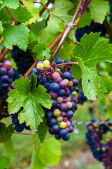 red grapes on vine, bunch of grapes, grapes on vine, red and white grapes on vine in vineyard 