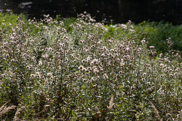 Fototapeta premium Field plants and grass in summer