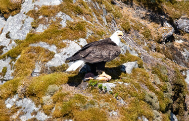 Seward Glaciers Sea Wildlife Alaska